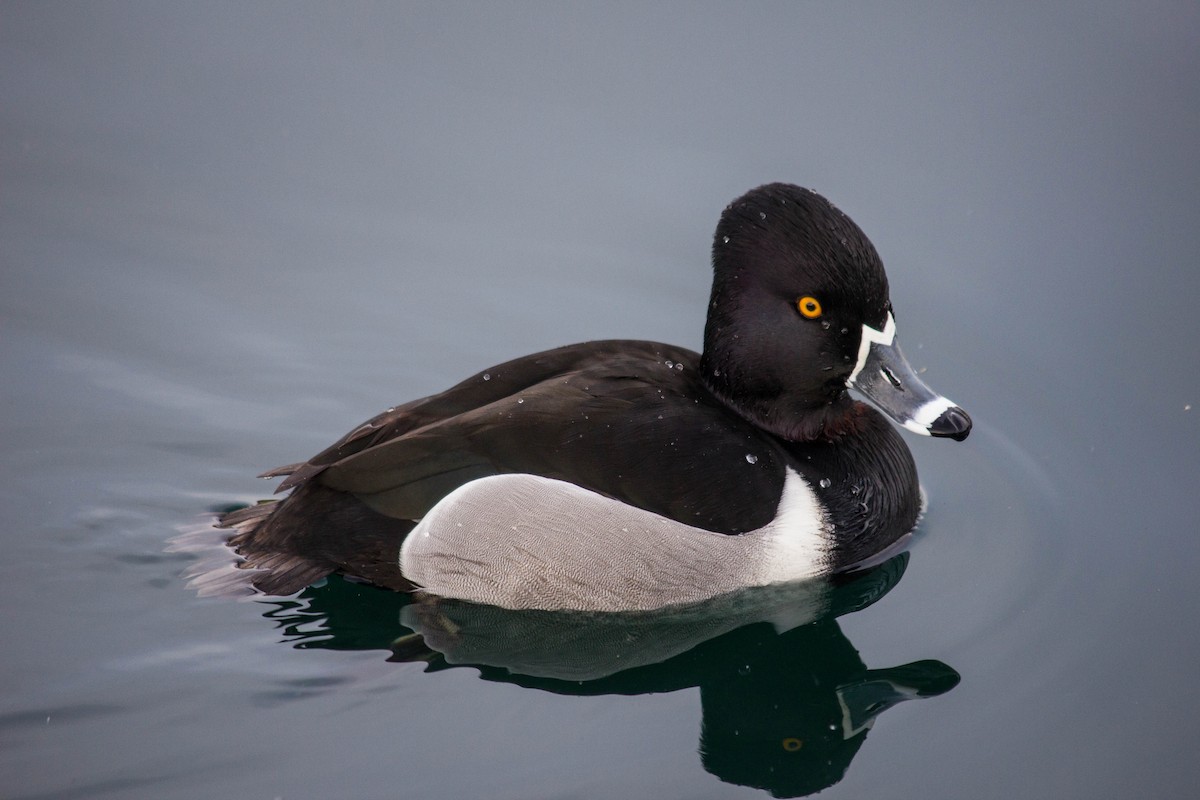 Ring-necked Duck - Jared Conaway