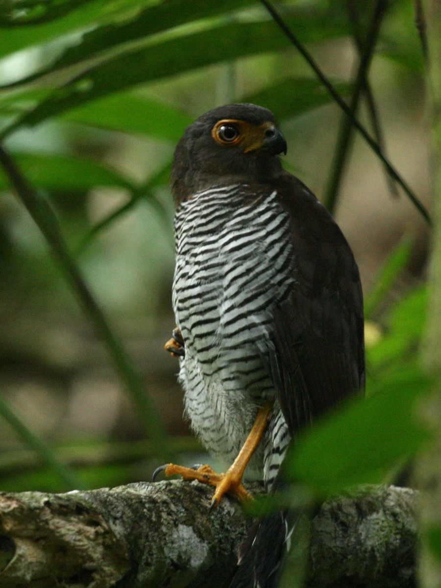 Barred Forest-Falcon - Curtis McCamy