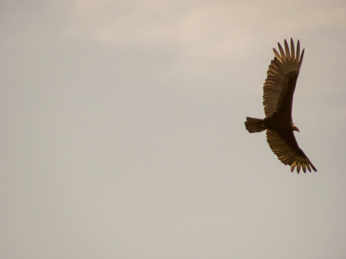 Turkey Vulture - Carlos E. Delgado (JUMABITA)