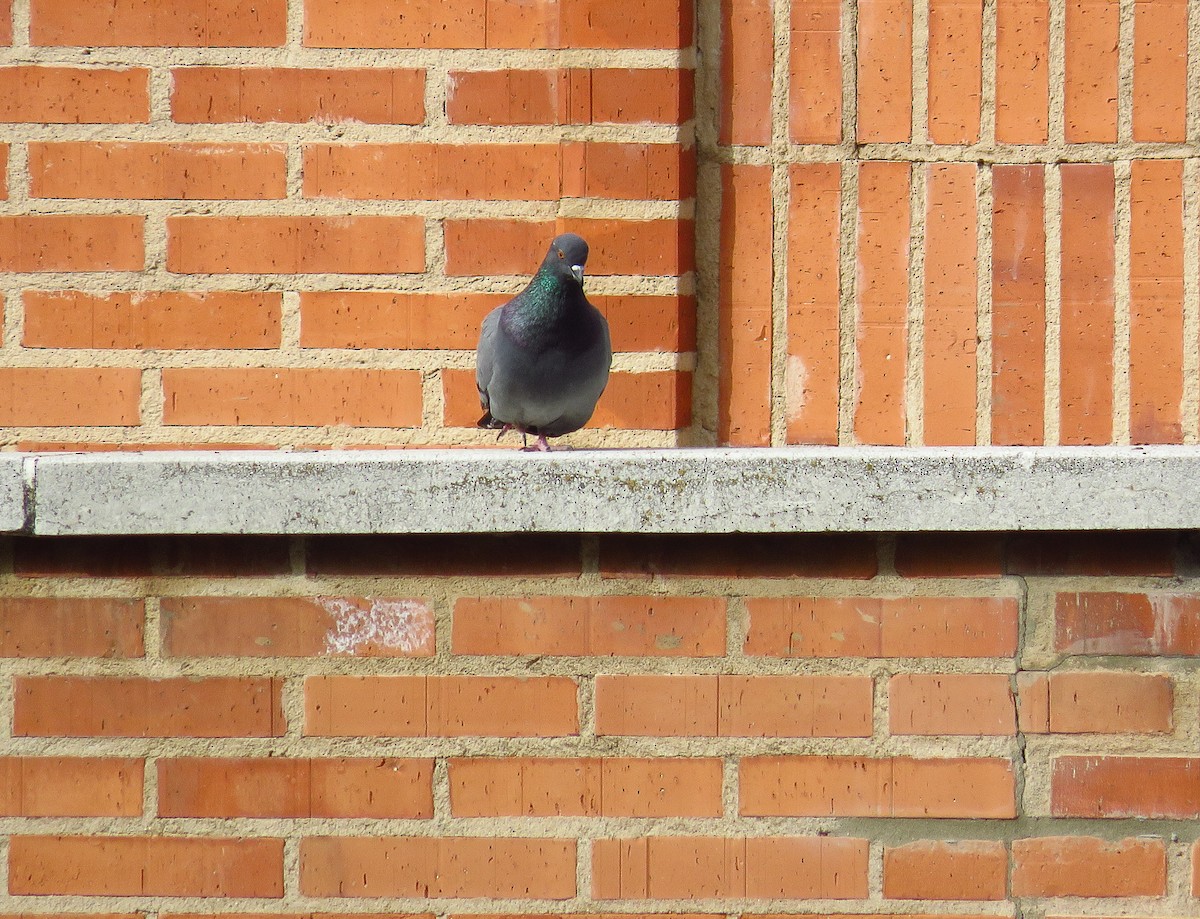 Rock Pigeon (Feral Pigeon) - ML216309311