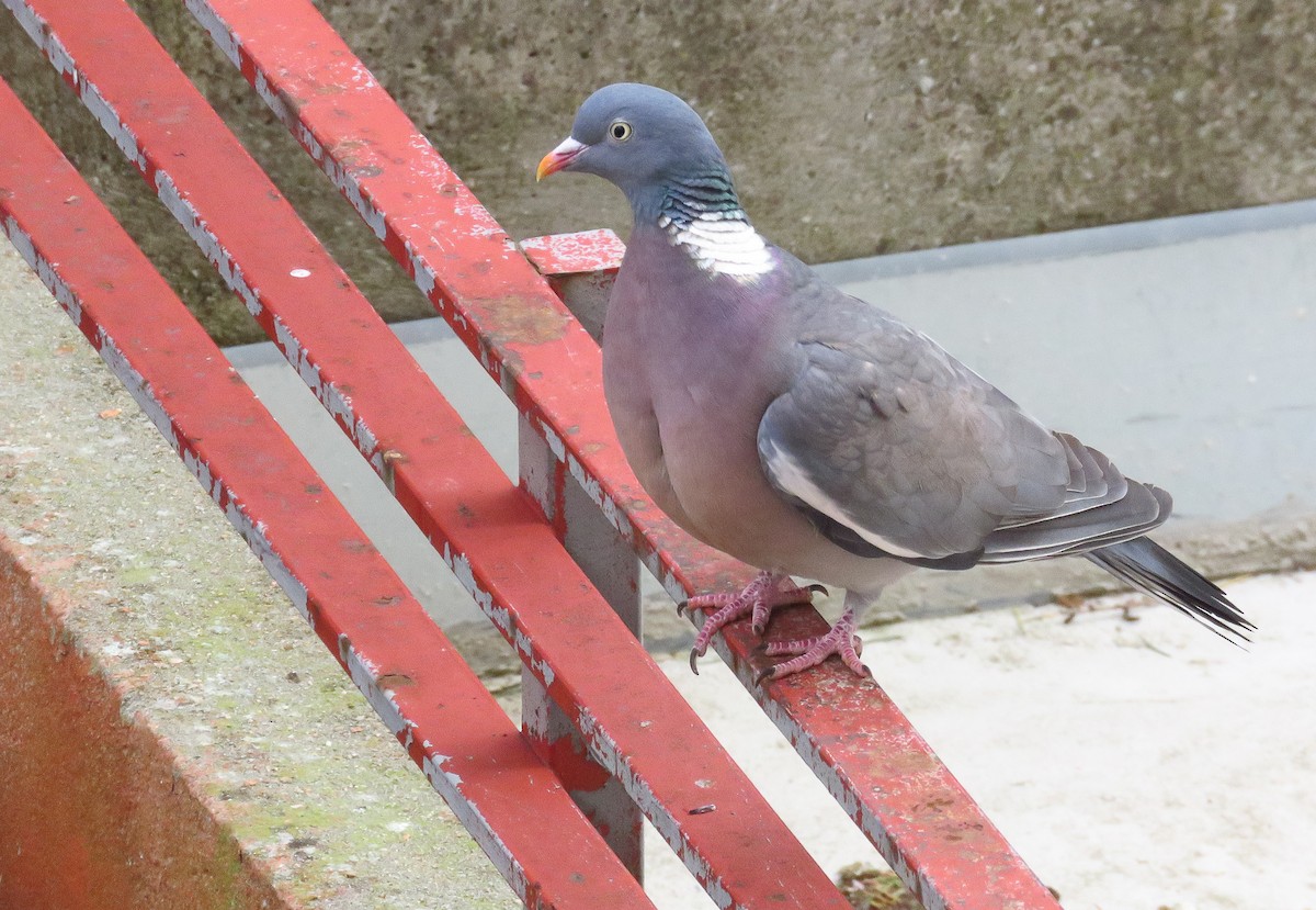 Common Wood-Pigeon - ML216309391