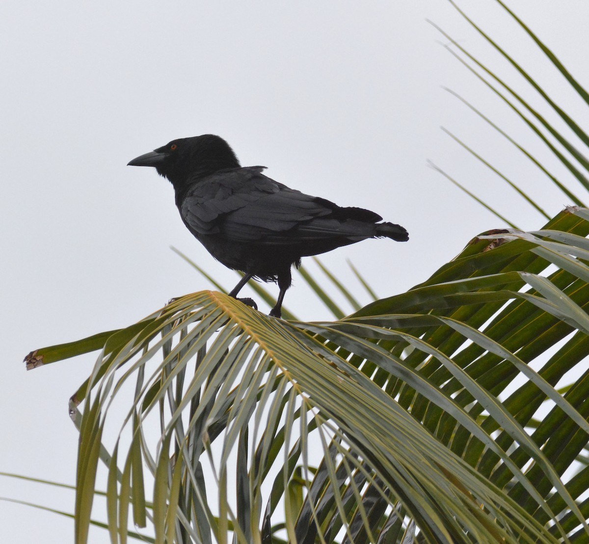White-necked Crow - ML216310371