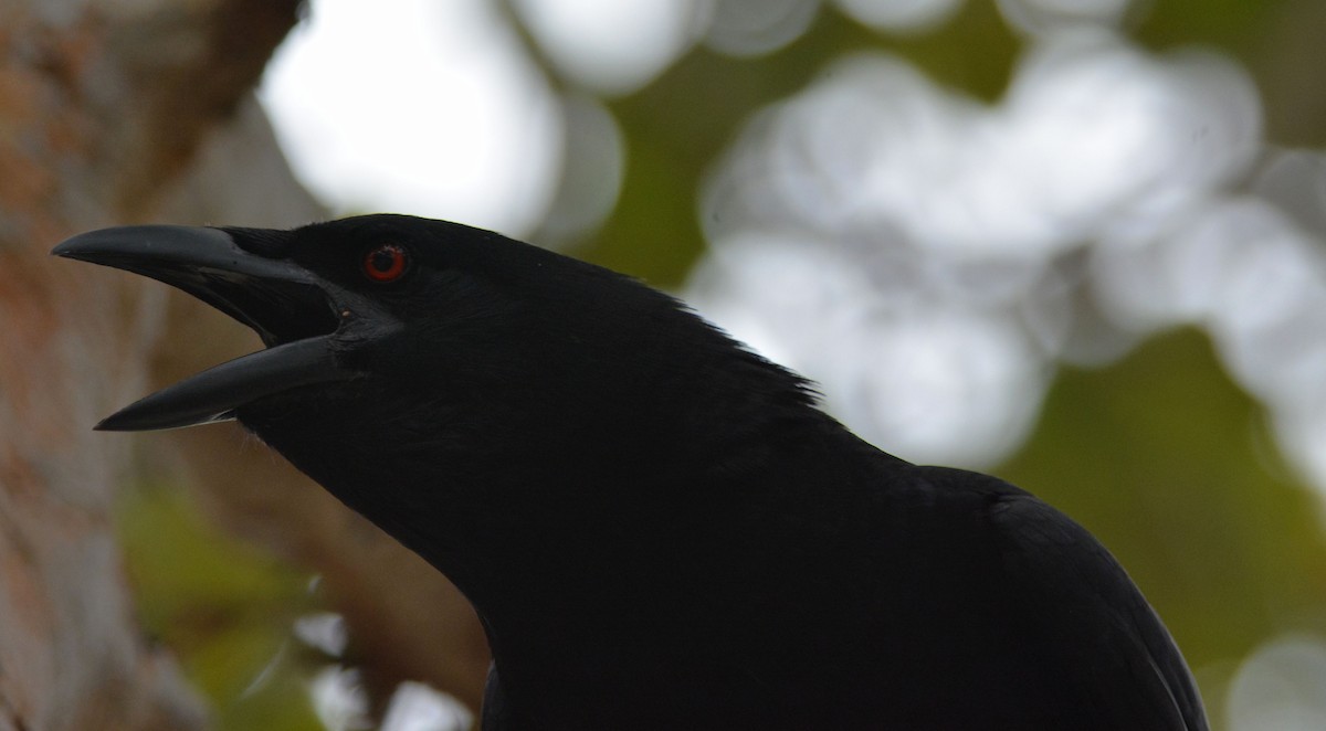 White-necked Crow - ML216310401
