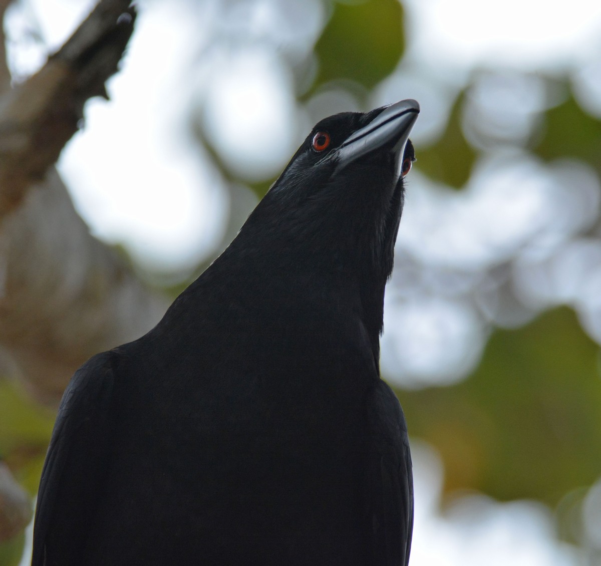 White-necked Crow - ML216310431