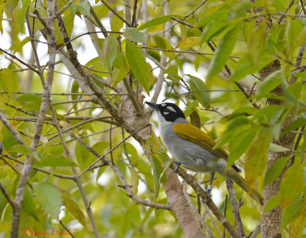 Black-crowned Palm-Tanager - ML216310711