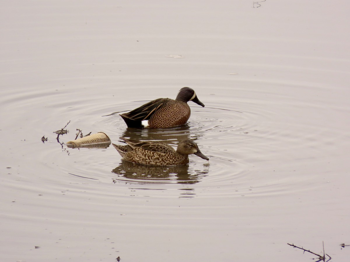 Blue-winged Teal - ML216313391