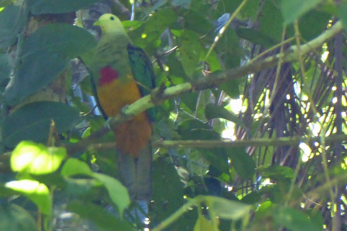 Scarlet-breasted Fruit-Dove - ML216314451