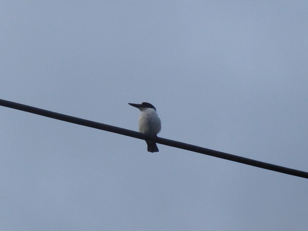 Blue-and-white Kingfisher - ML216318561