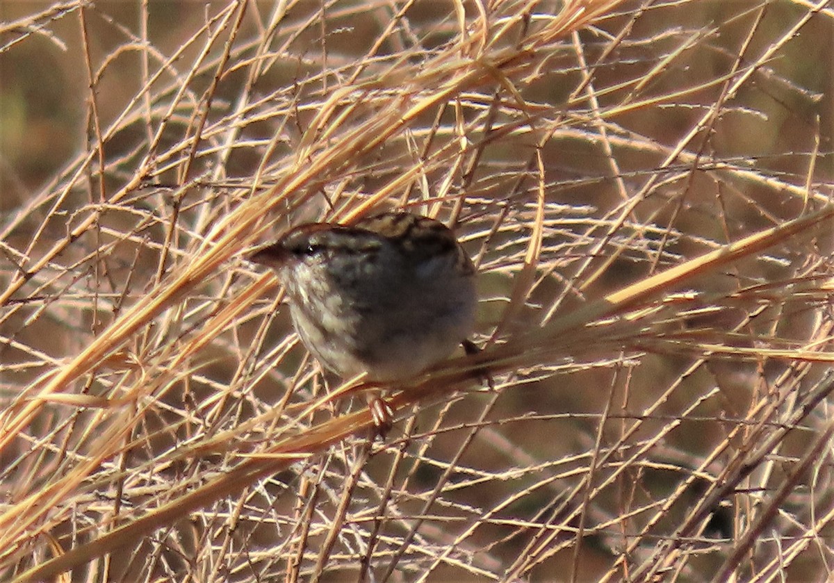 Chipping Sparrow - ML216320631