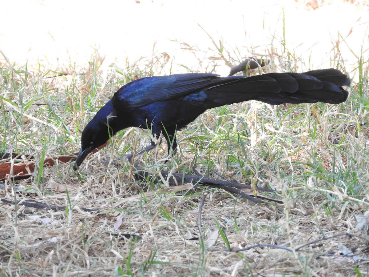 Great-tailed Grackle - ML216321061