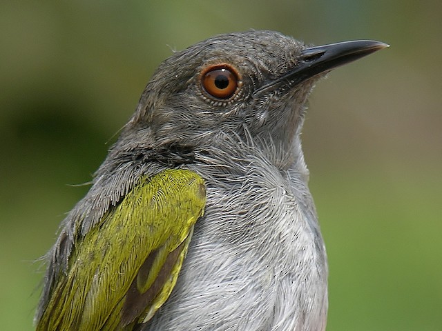Green-backed Camaroptera (Gray-backed)