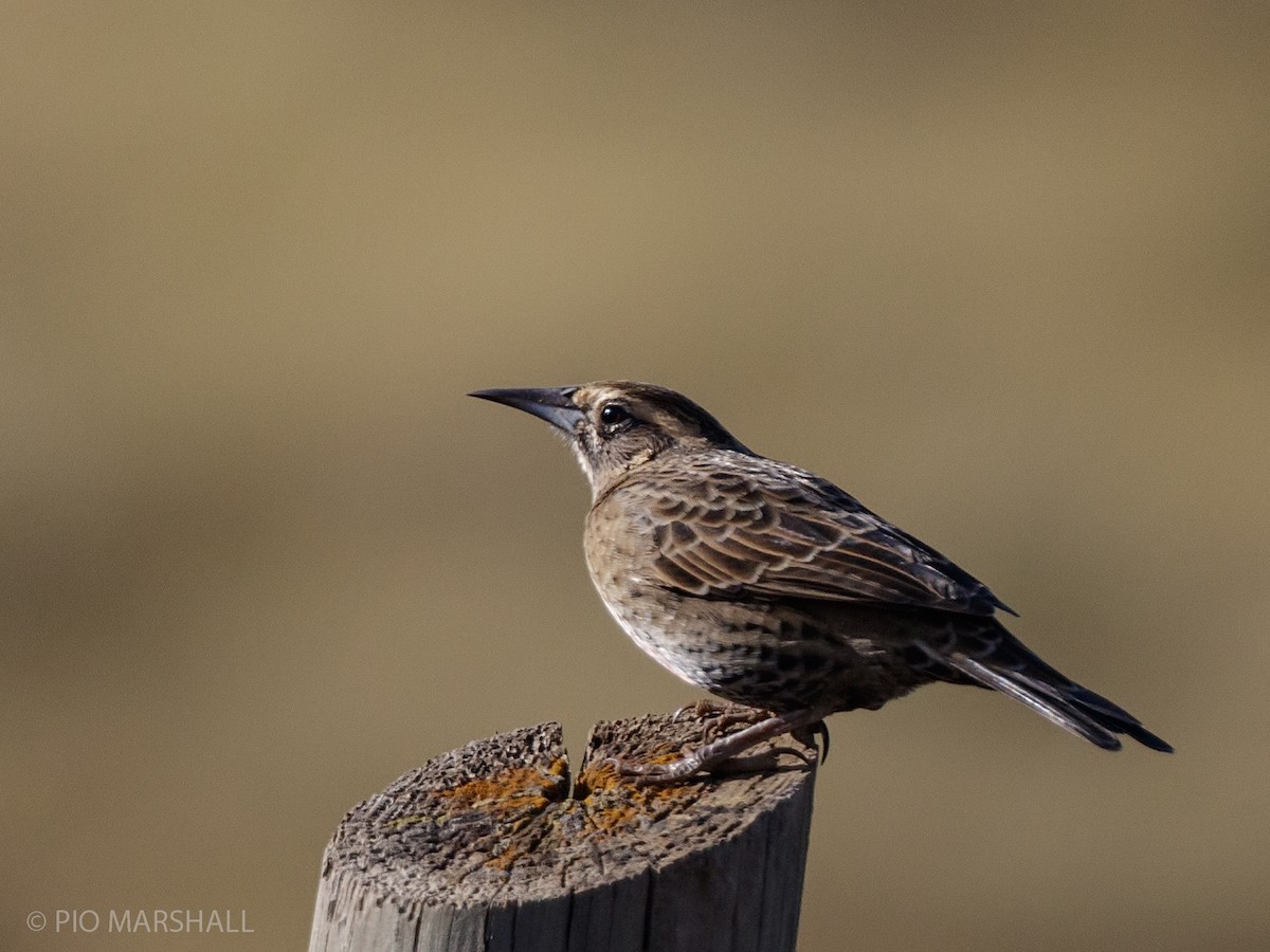 Long-tailed Meadowlark - Pio Marshall