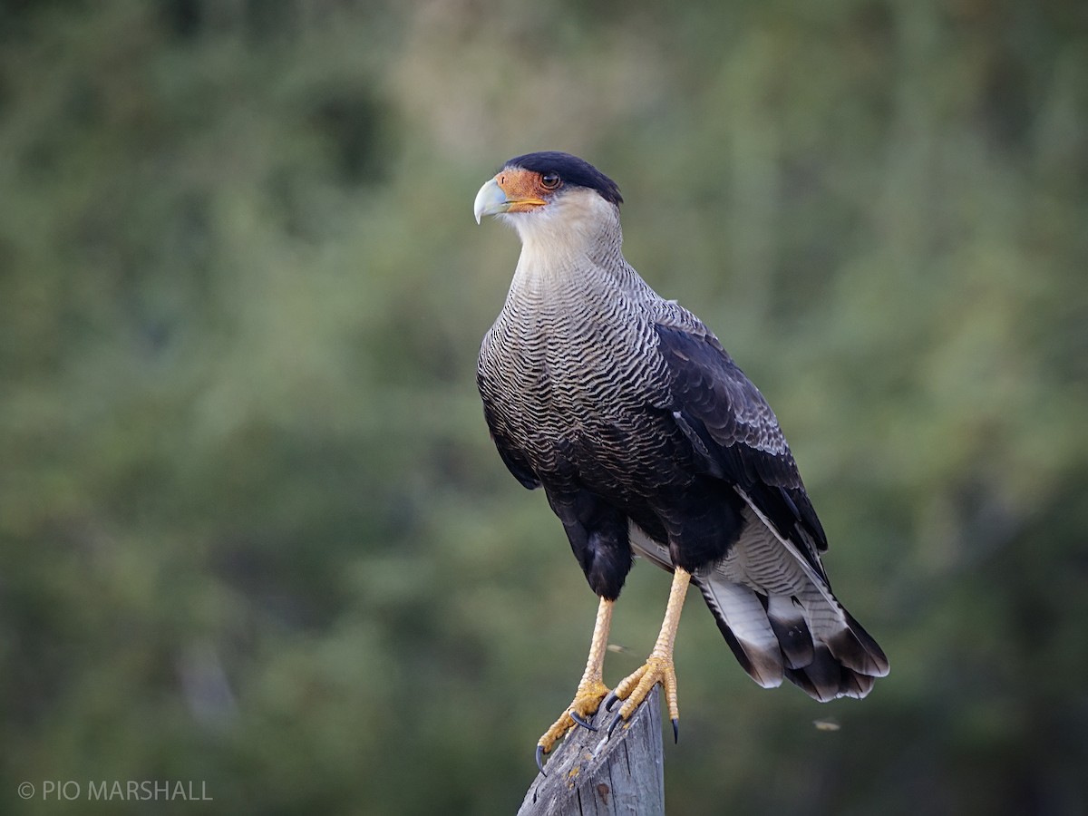 Crested Caracara (Southern) - ML216330461