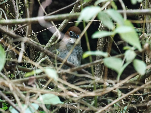 White-throated Antpitta usually remains concealed in dense vegetation. - White-throated Antpitta - 