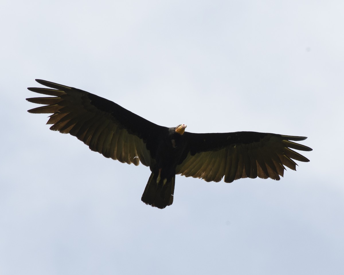 Greater Yellow-headed Vulture - Anthony Kaduck