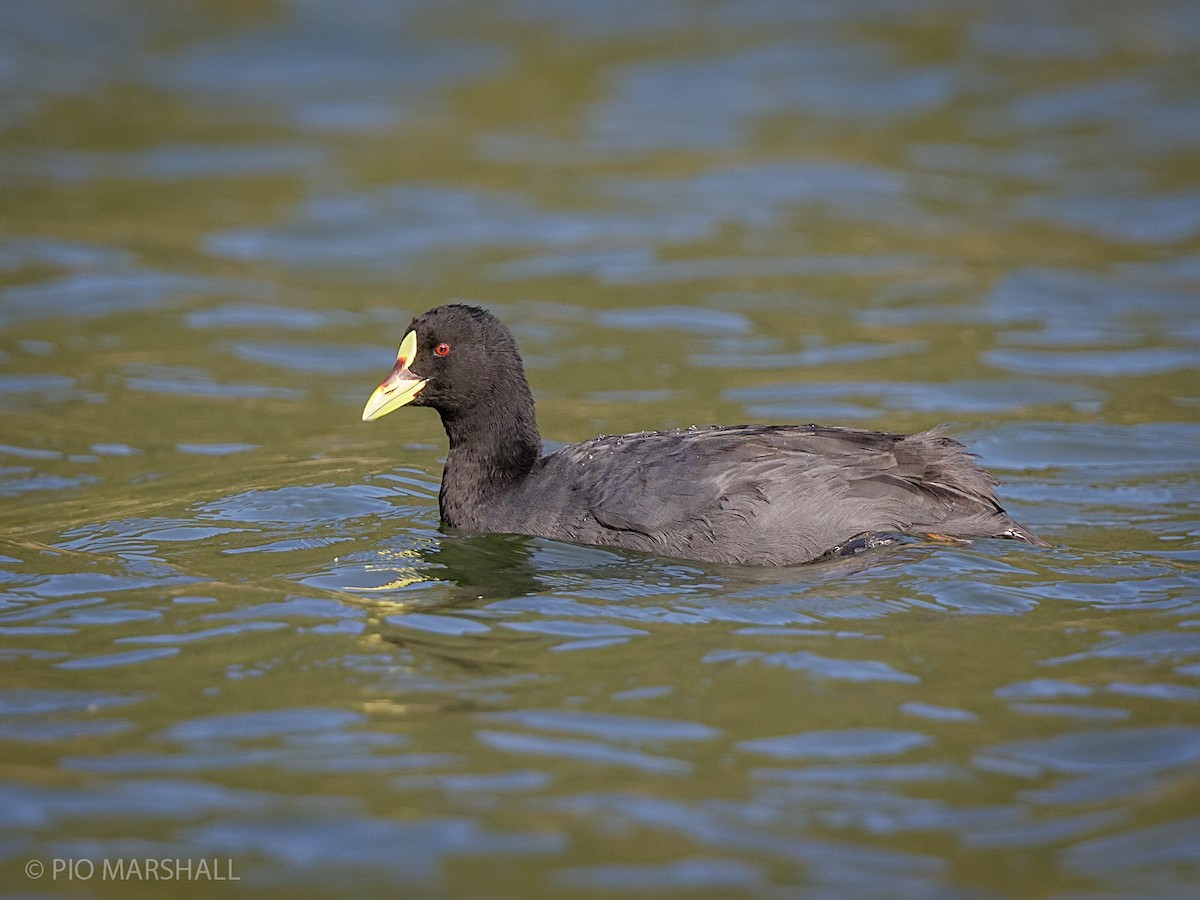 Red-gartered Coot - ML216332971