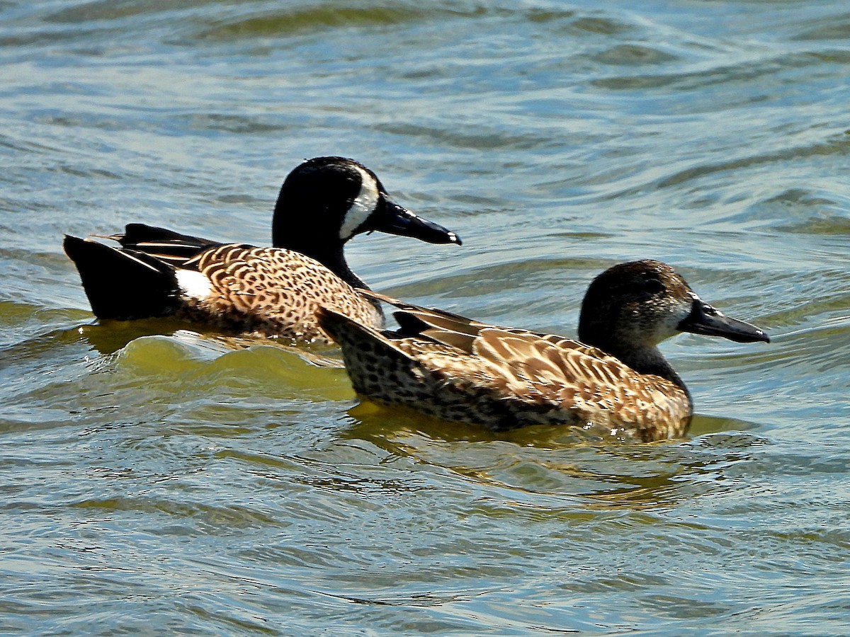 Blue-winged Teal - ML216334661