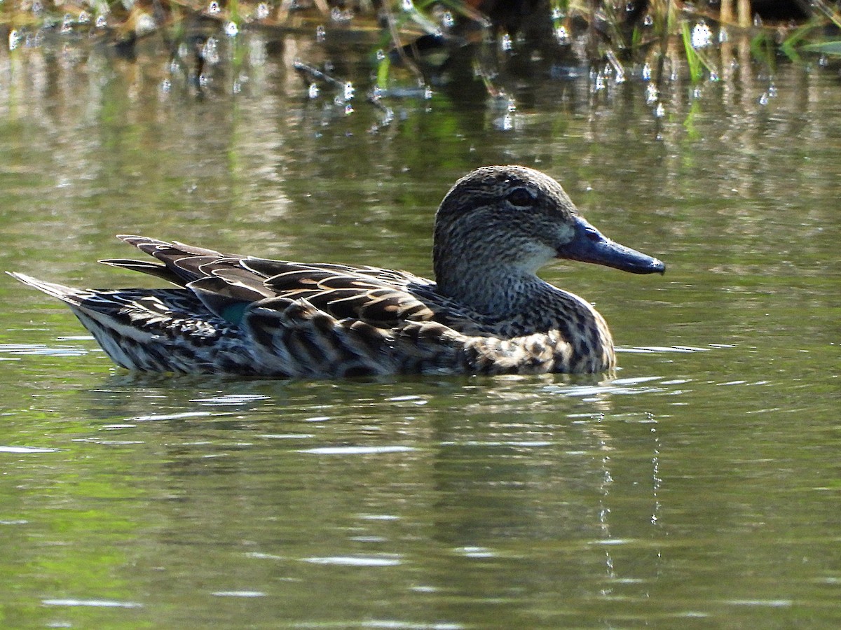 Blue-winged Teal - ML216334711