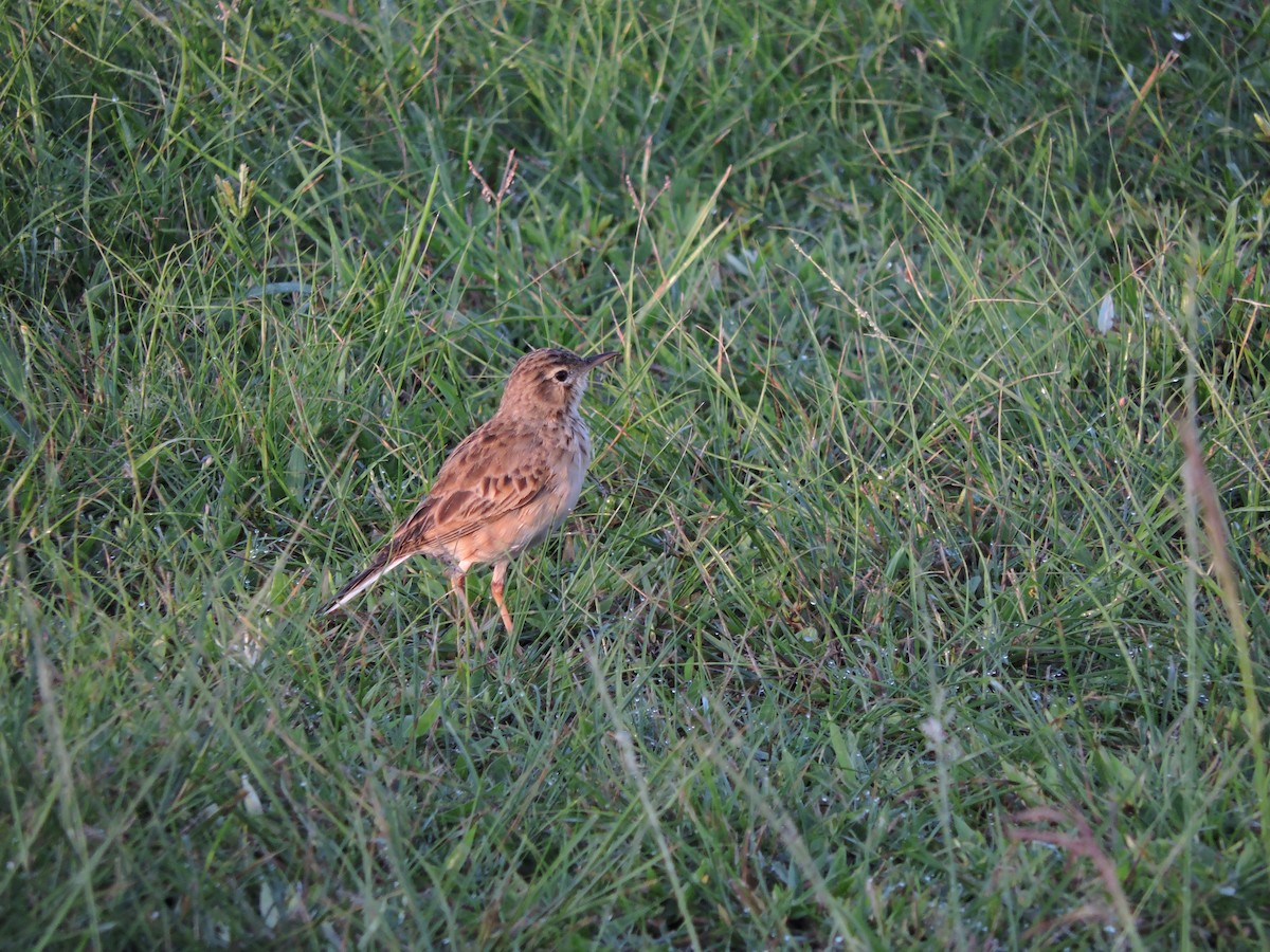 Paddyfield Pipit - Oliver Rose