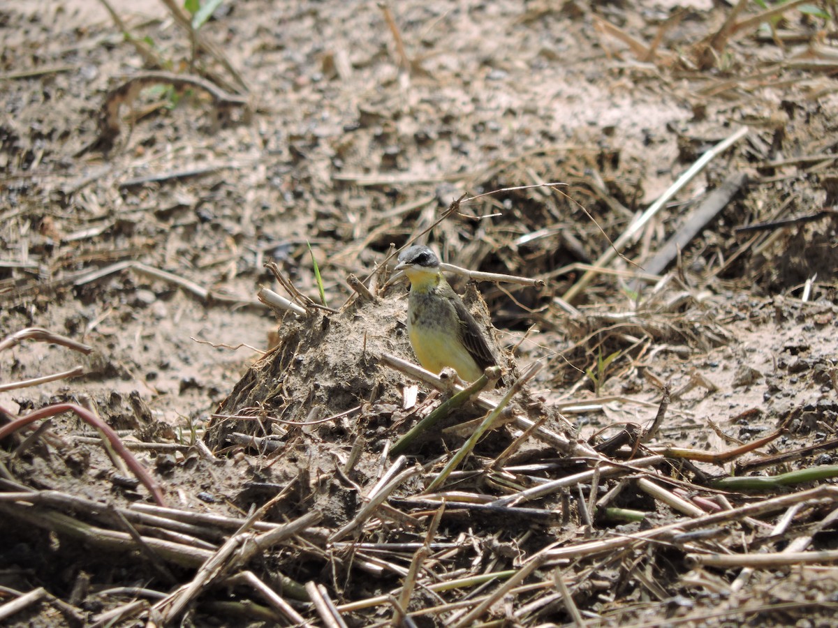 Eastern Yellow Wagtail - Oliver Rose