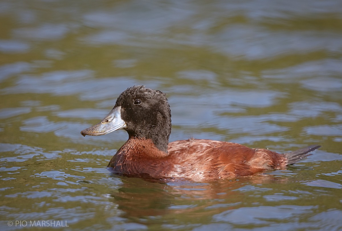 Andean Duck - ML216349751