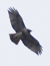 Red-tailed Hawk - ML216350241