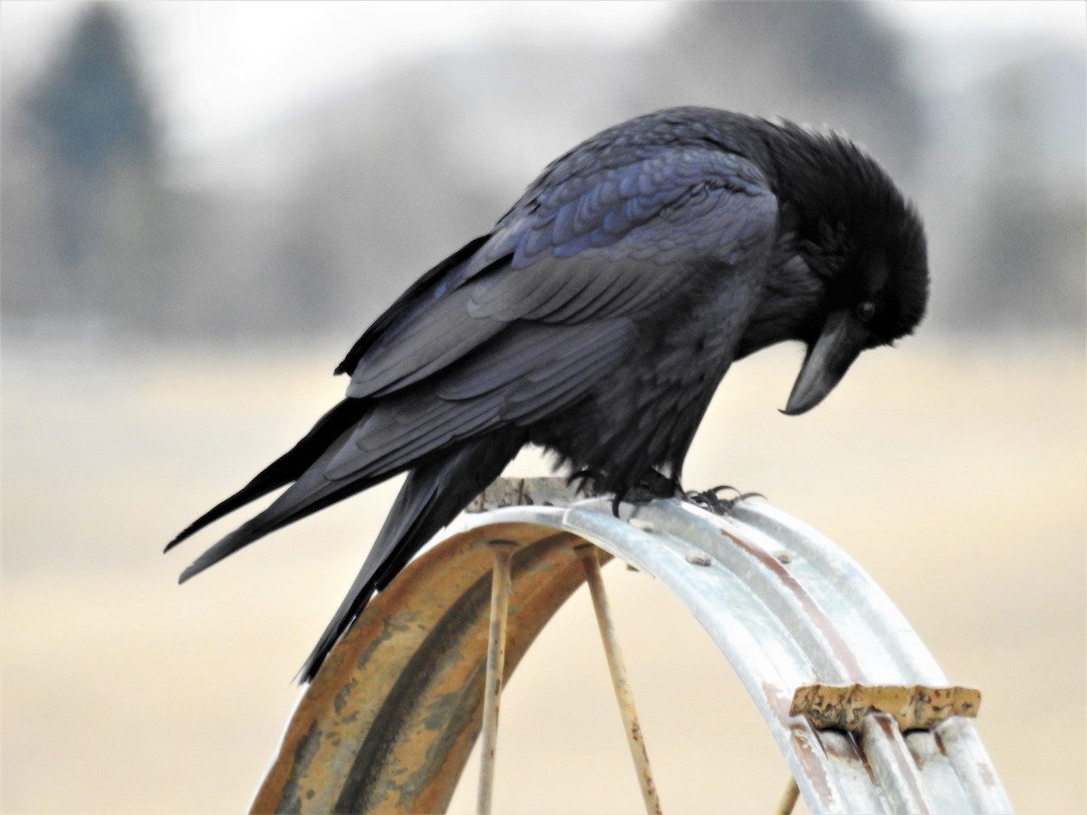 Common Raven - Tina Toth