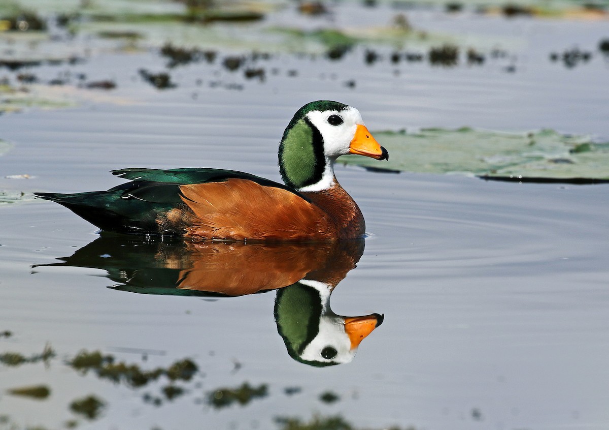 African Pygmy-Goose - Andrew Spencer