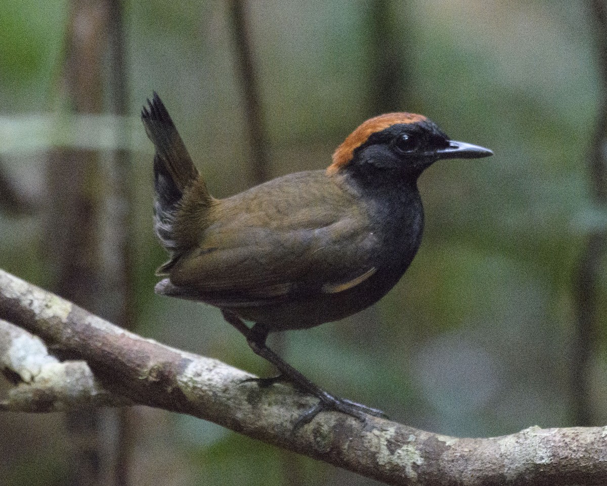 Rufous-capped Antthrush - Anthony Kaduck