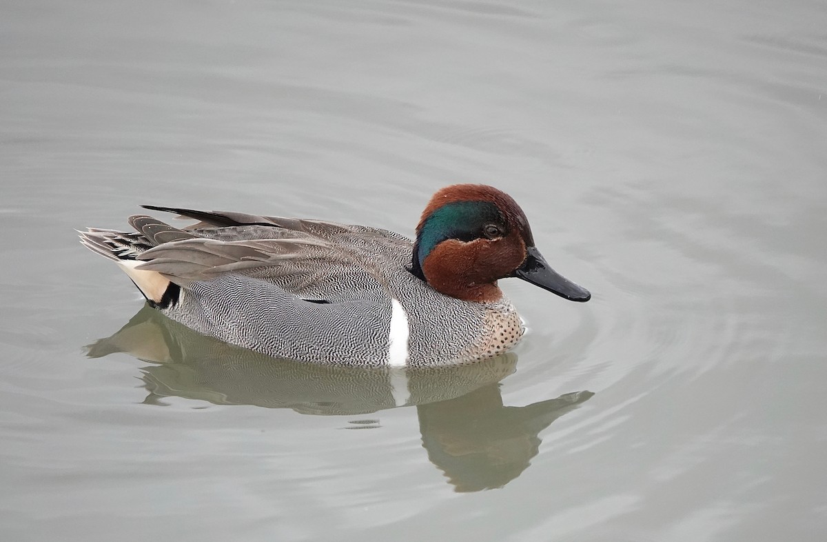 Green-winged Teal - ML216364301