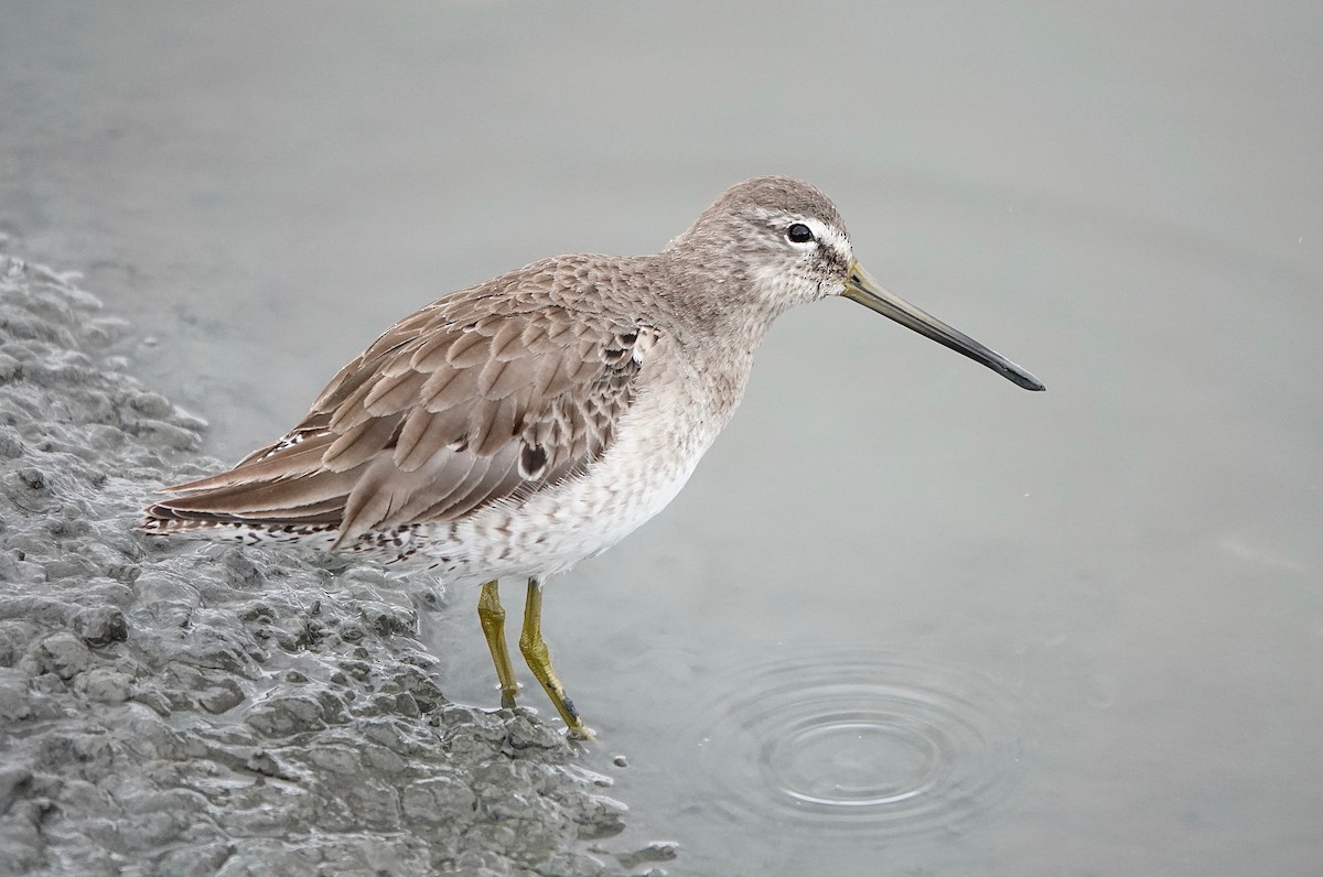 Long-billed Dowitcher - ML216365741
