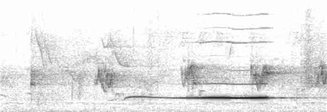 Сероголовый гладиатор - ML21636591