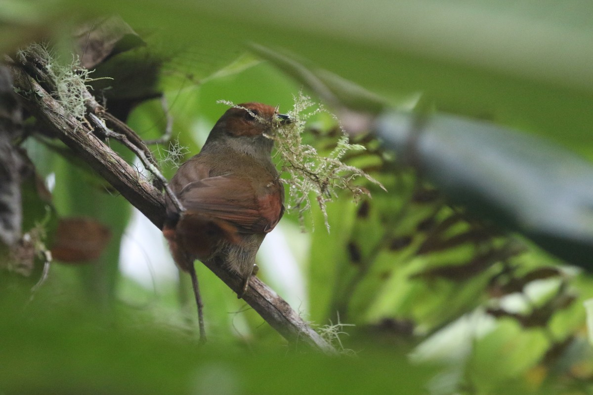 Red-faced Spinetail - ML216369791