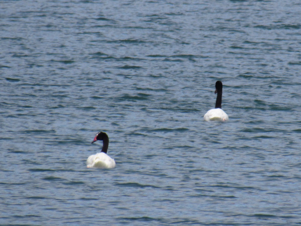 Black-necked Swan - ML216369831