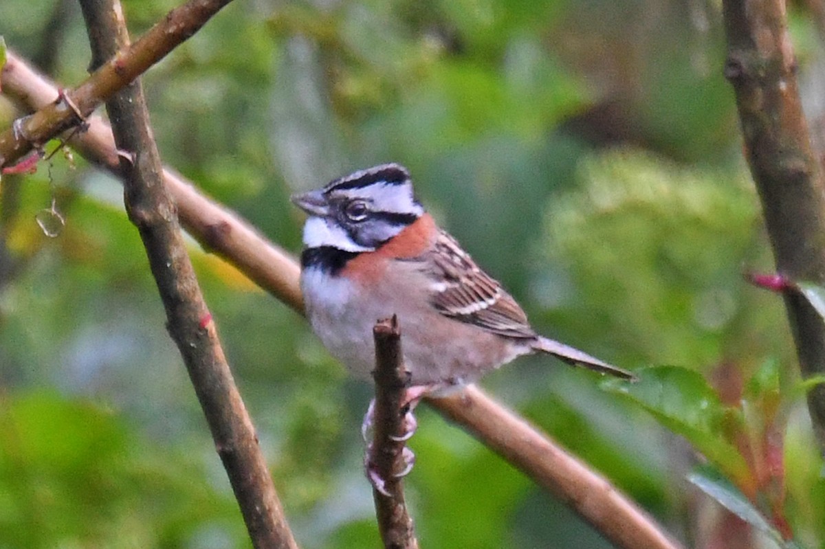 Rufous-collared Sparrow - Michael Hatton