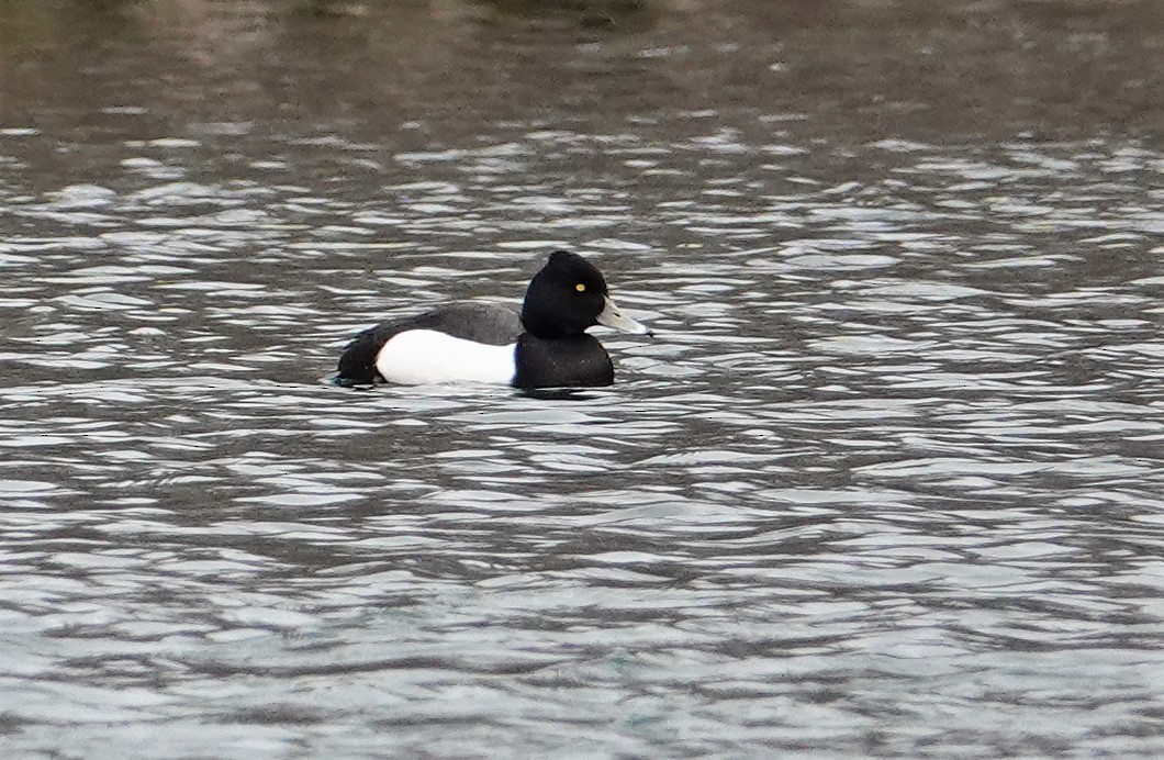 Tufted Duck x Greater Scaup (hybrid) - Paul Prior