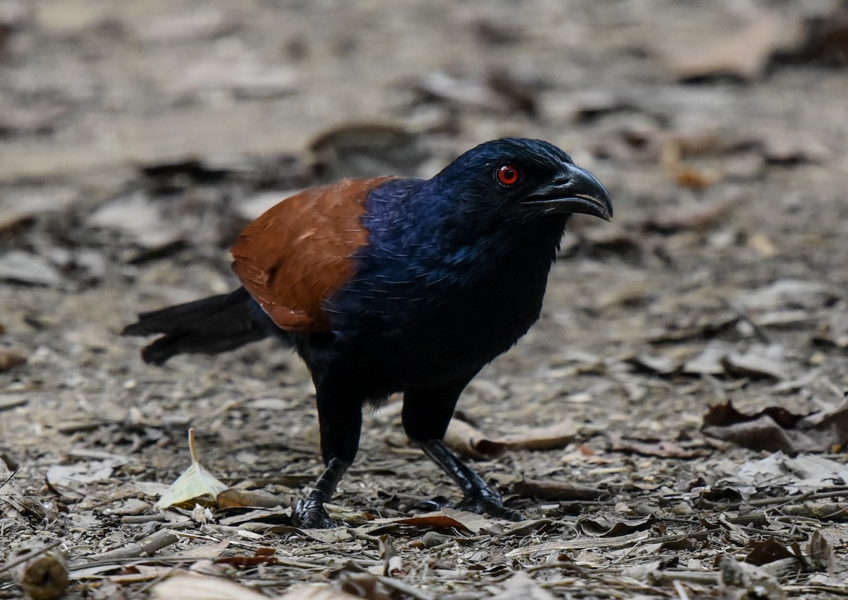 Greater Coucal - ML216386691