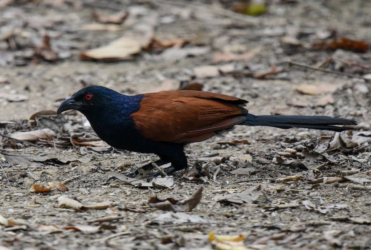 Greater Coucal - ML216386711