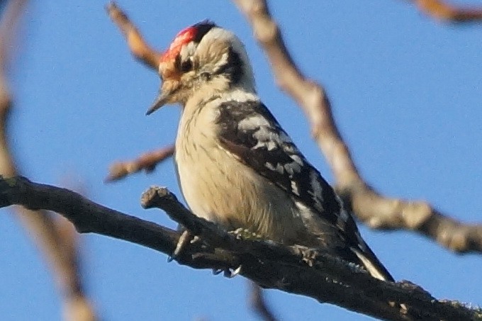 Lesser Spotted Woodpecker - Heiko Heerklotz