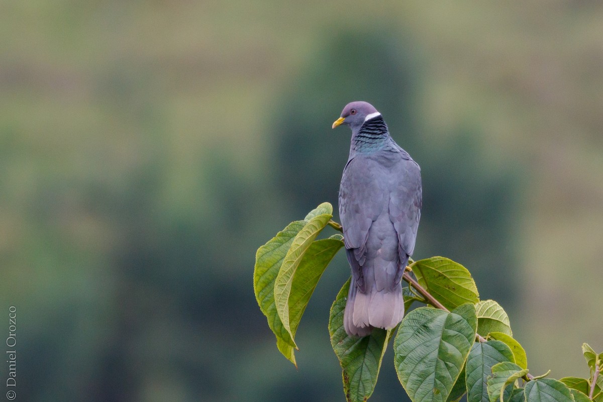 Band-tailed Pigeon - ML216396391
