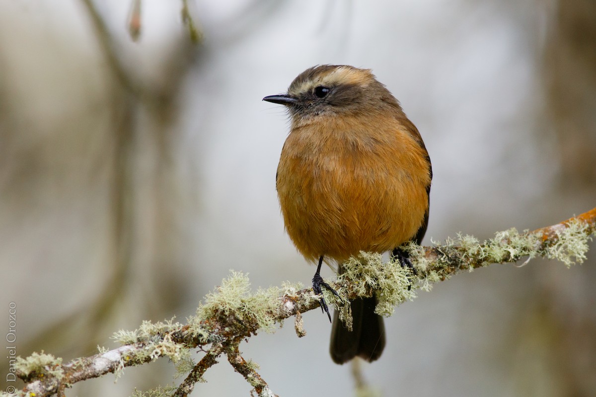 Brown-backed Chat-Tyrant - ML216397021