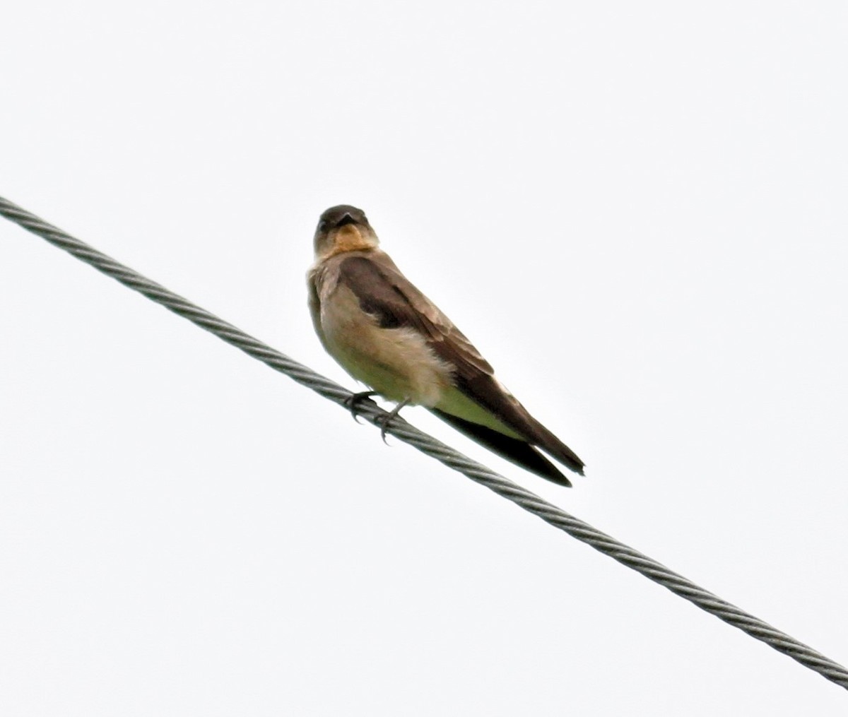 Southern Rough-winged Swallow - ML216397531