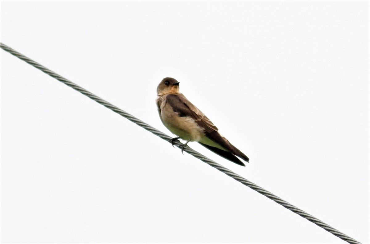 Southern Rough-winged Swallow - ML216397541