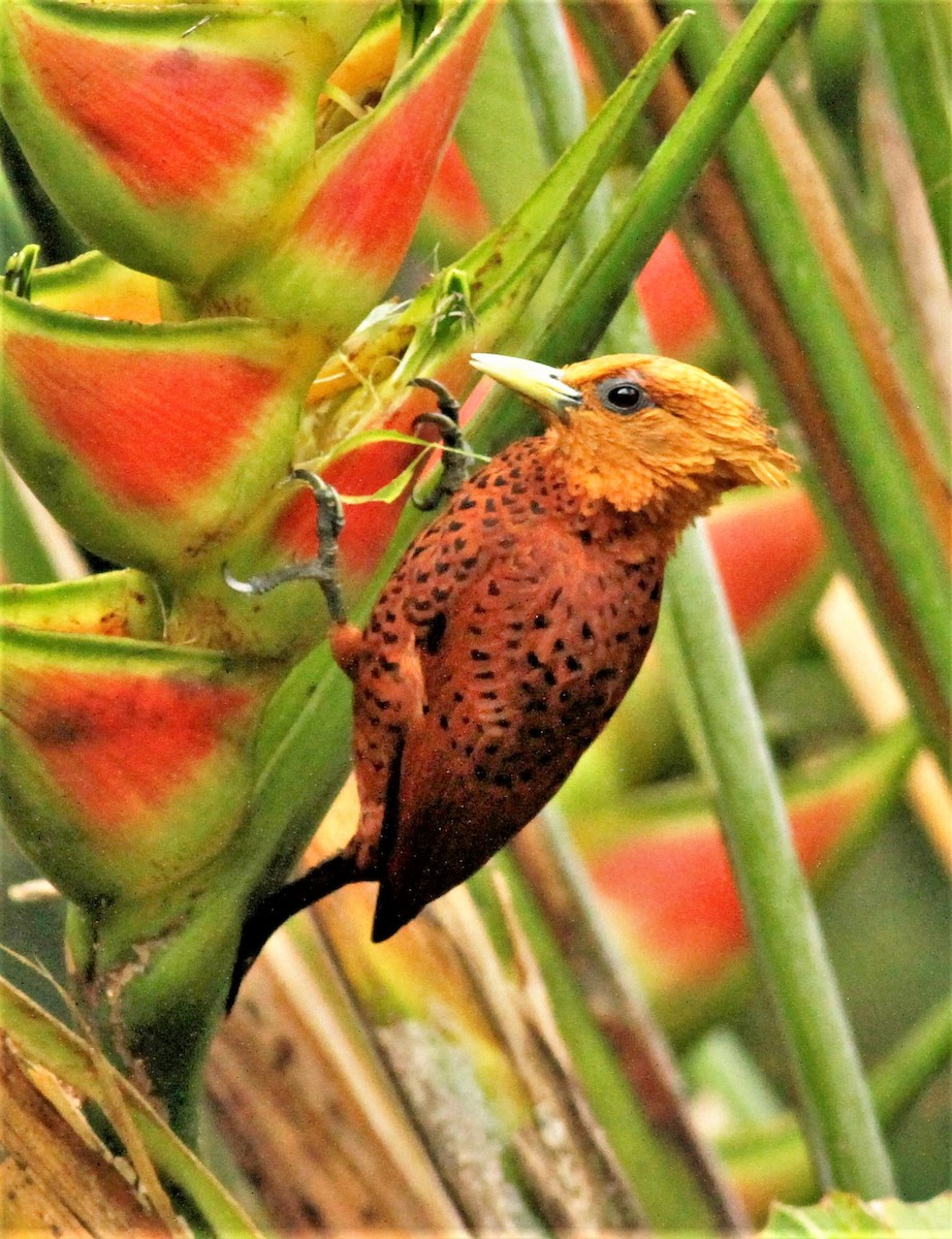 Chestnut-colored Woodpecker - James Sherwonit