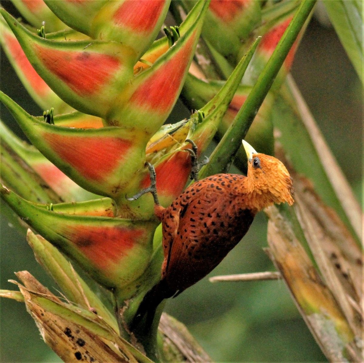 Chestnut-colored Woodpecker - James Sherwonit