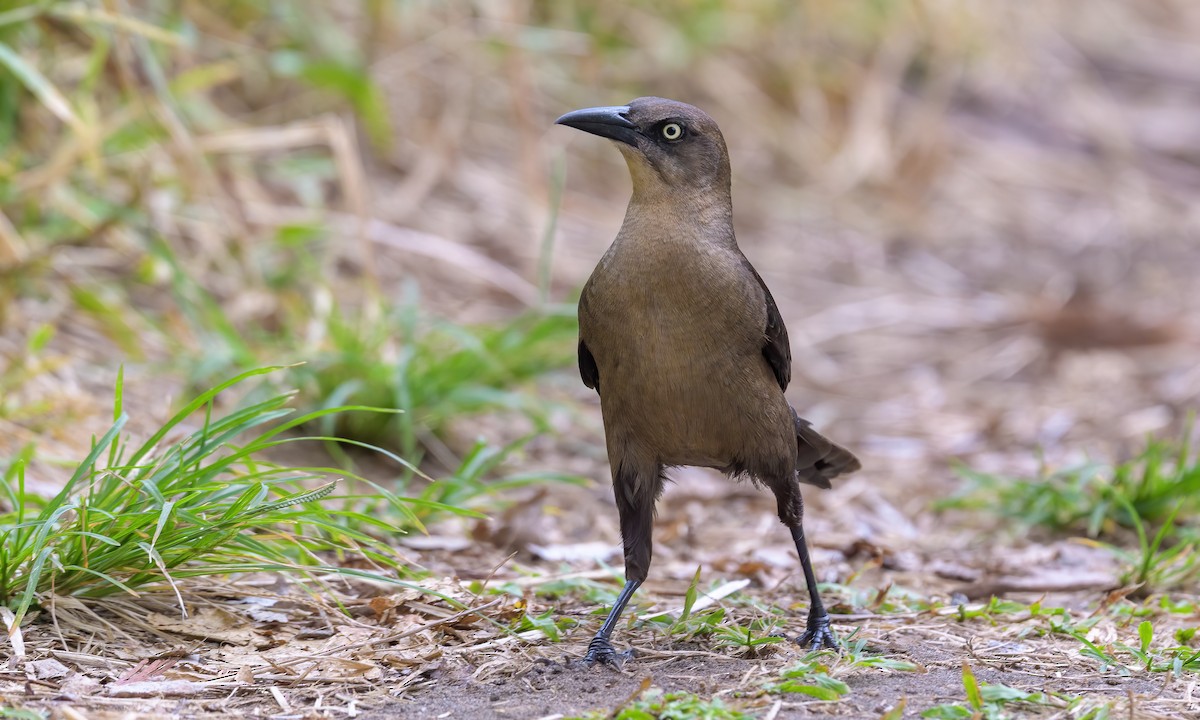 Great-tailed Grackle - ML216399561