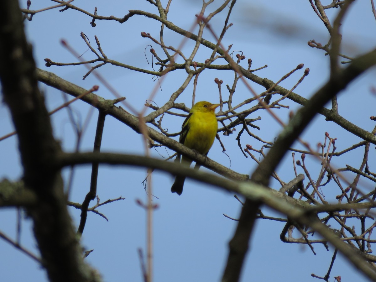 Western Tanager - ML216405691