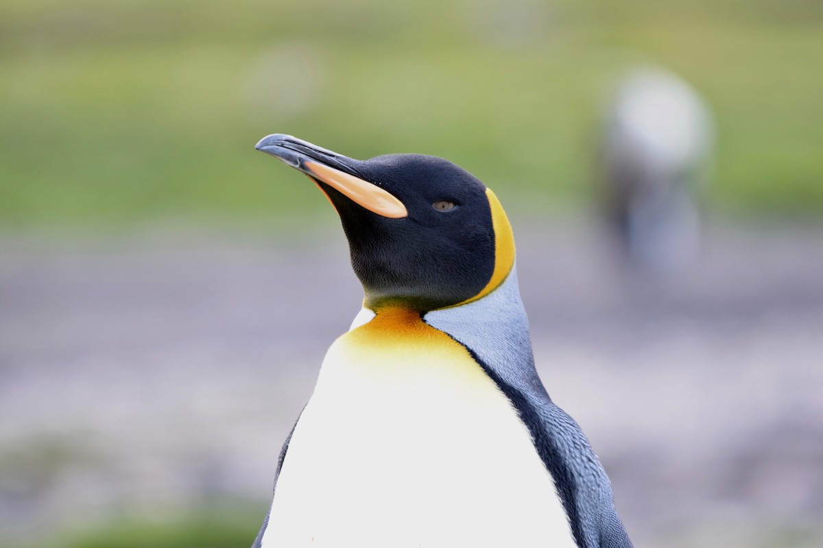 King Penguin - Jeff Daley