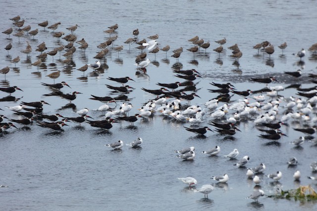 Birds resting on the shore in winter; Bío-Bío, Chile. - Hudsonian Godwit - 