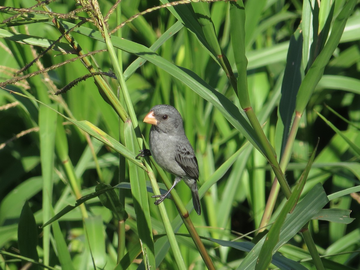 Gray Seedeater - ML216419871